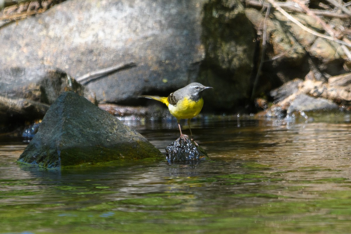 Gray Wagtail - ML640950862