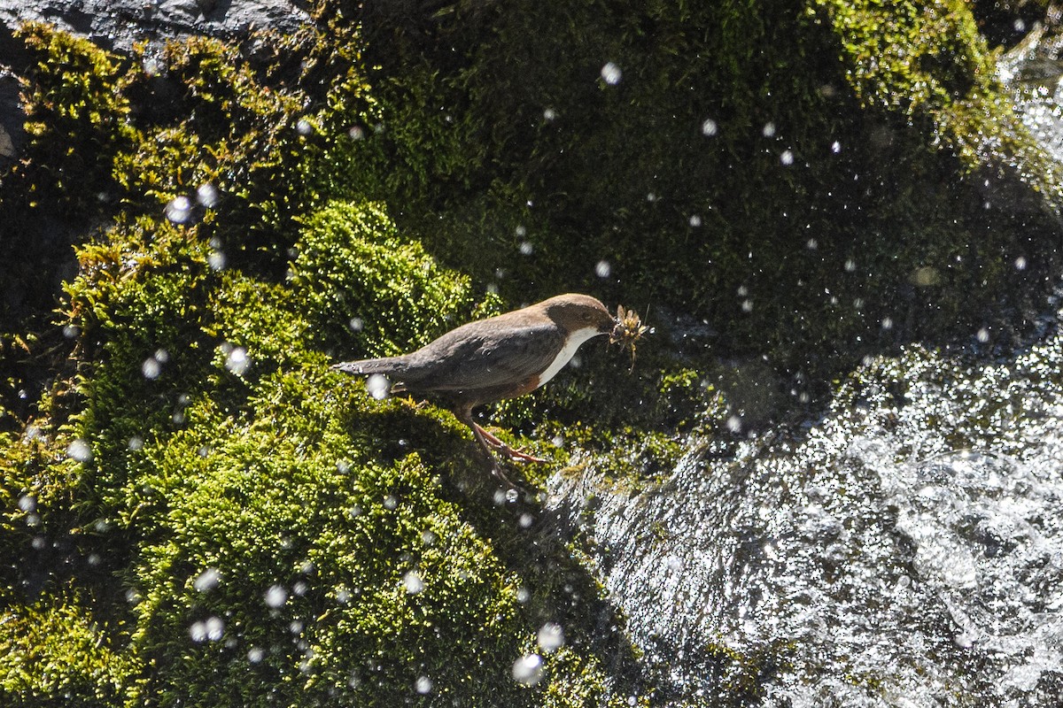 White-throated Dipper - ML640950865