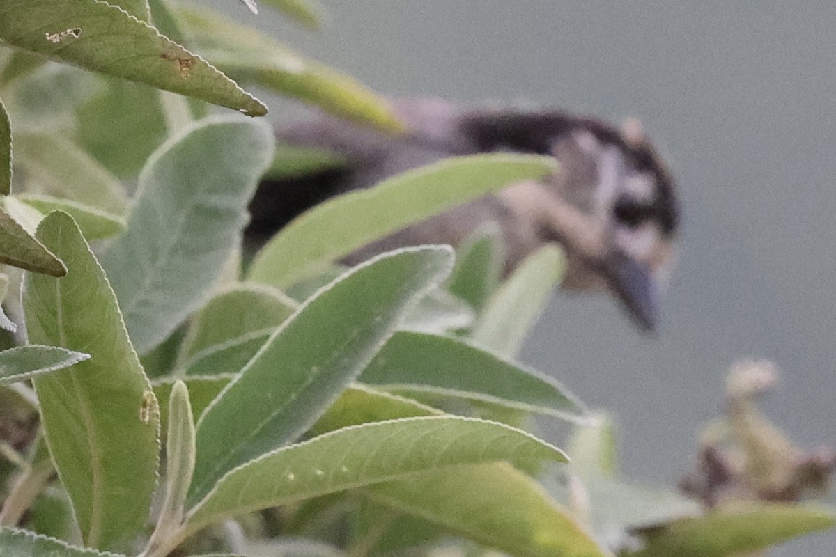 White-winged Brushfinch - ML640950869