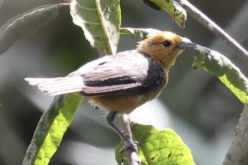 Rufous-chested Tanager - ML640950870