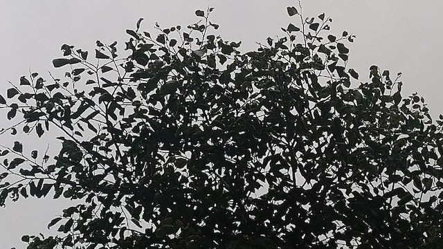 Indian White-eye - ML640950914
