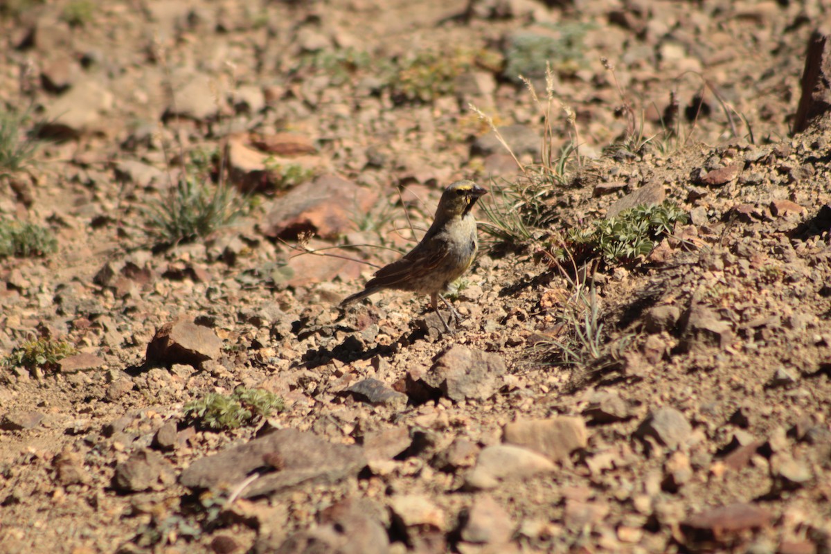 Yellow-bridled Finch - ML640950922