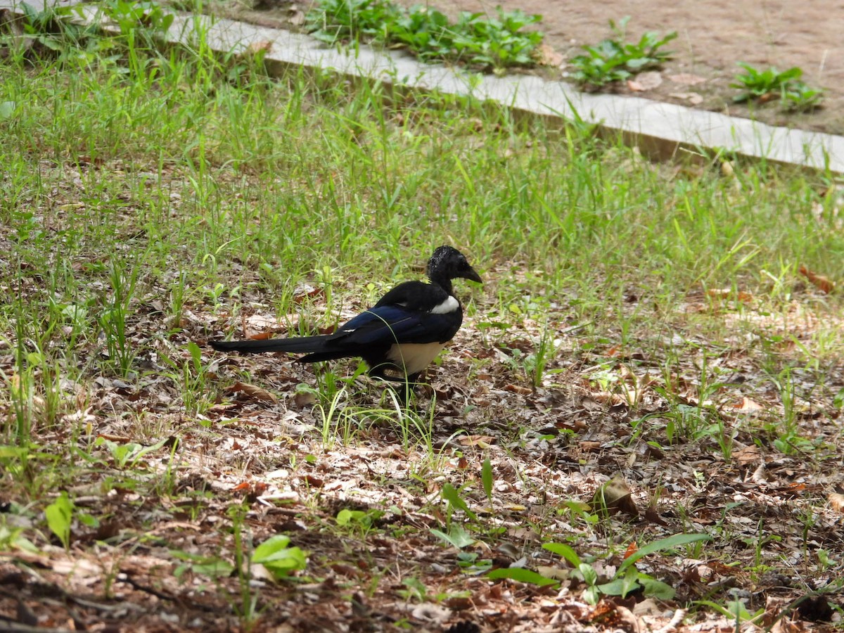 Oriental Magpie - ML640950931