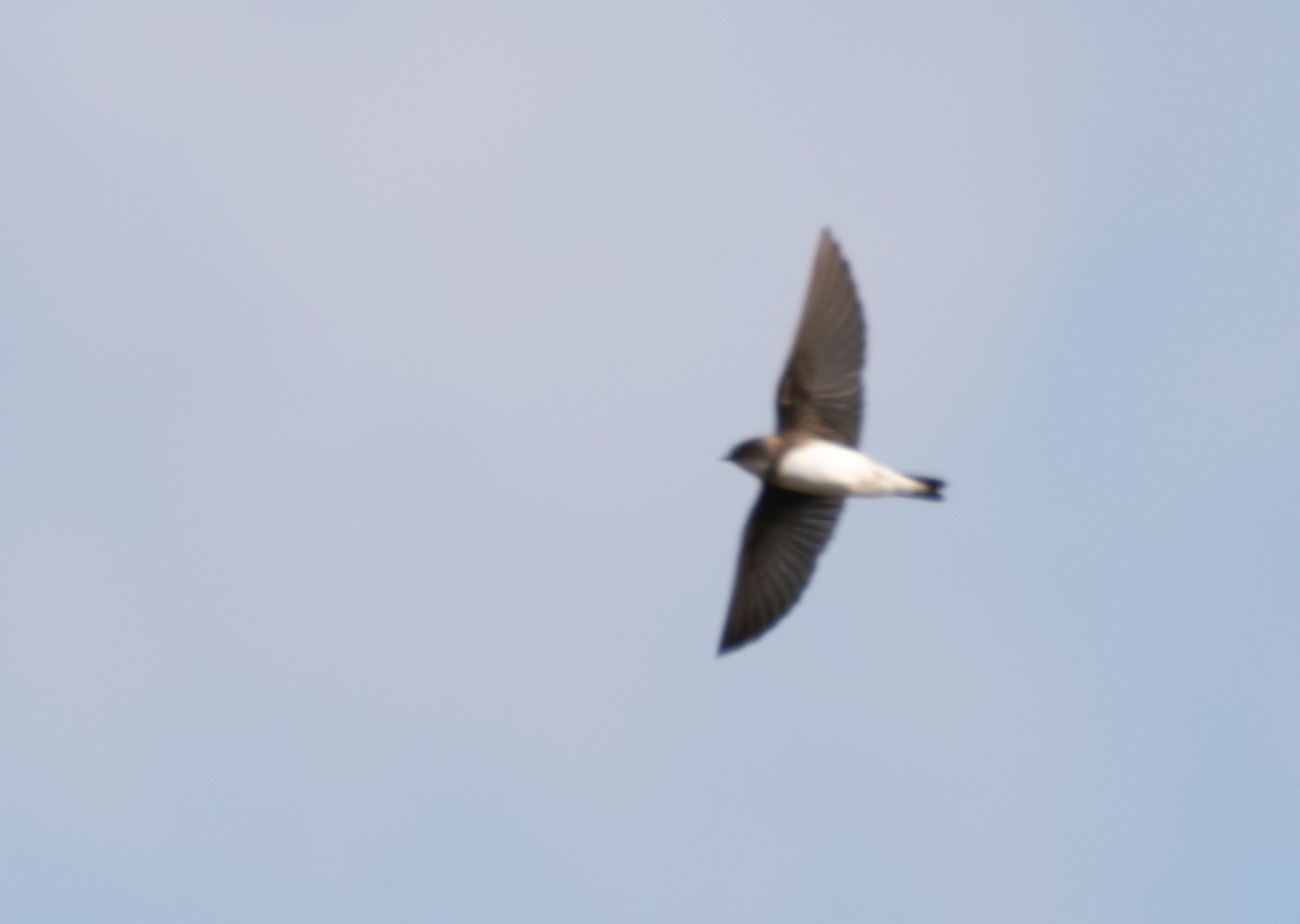 břehule říční - ML640950933