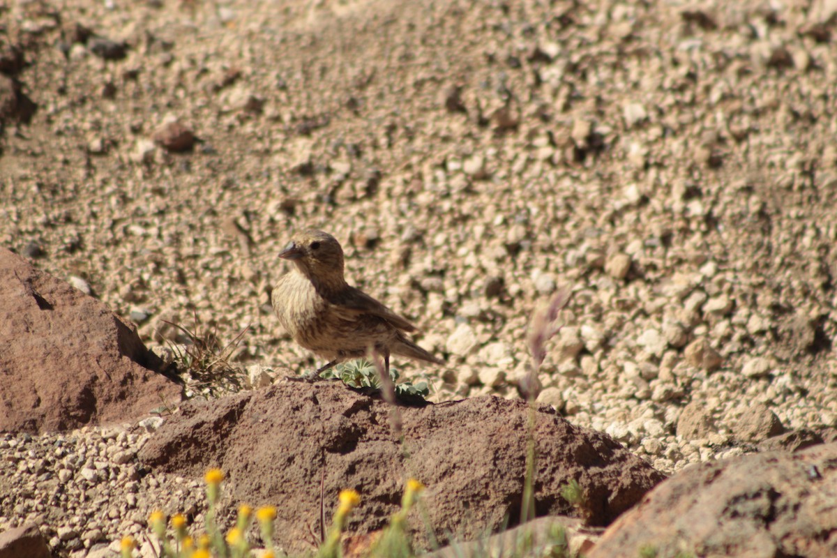 Yellow-bridled Finch - ML640950962