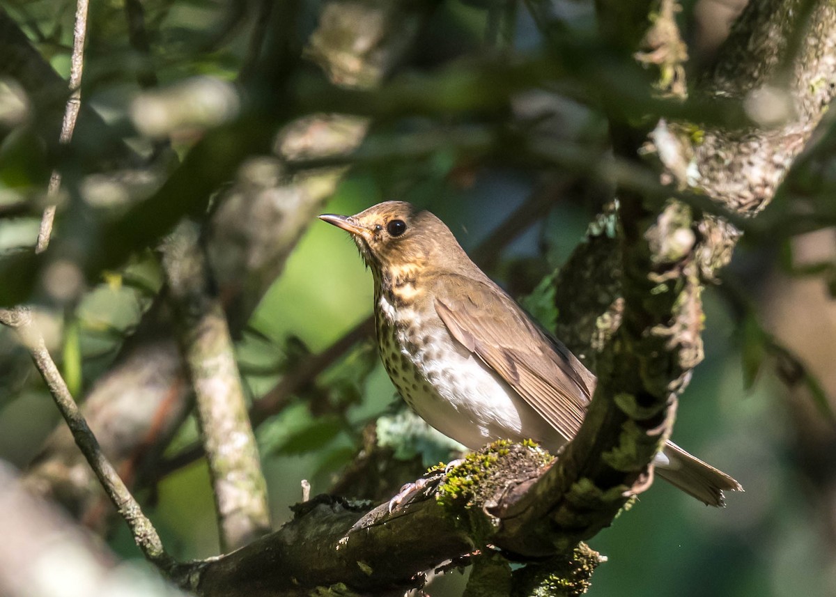 Swainson's Thrush - ML640950967