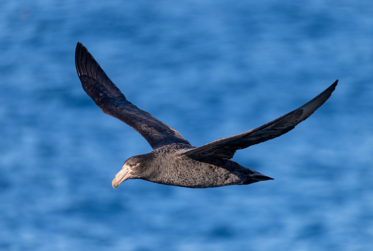 Northern Giant-Petrel - ML640951010