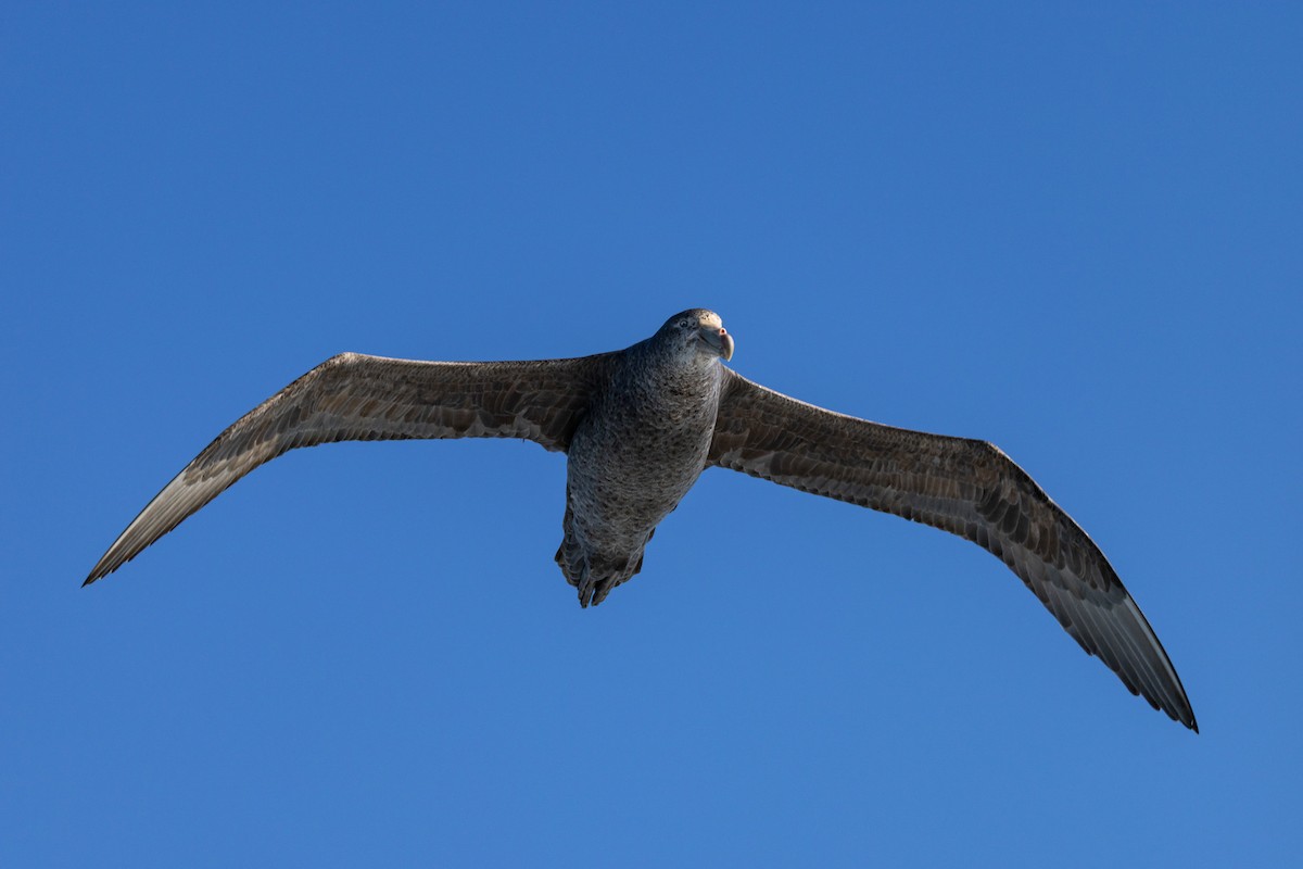 Northern Giant-Petrel - ML640951012
