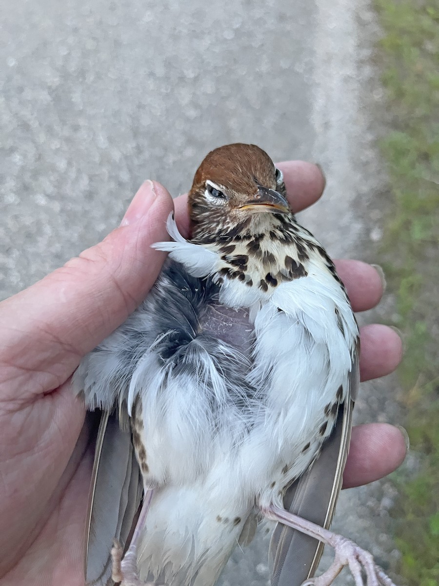 Wood Thrush - ML640951027