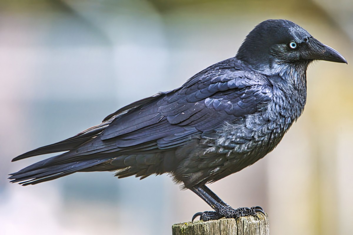 Little Raven - ML640951055