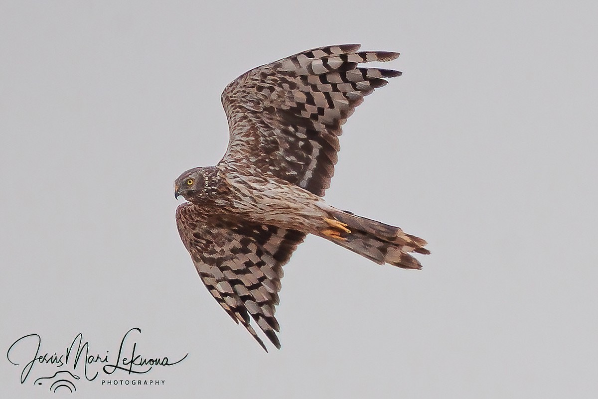 Hen Harrier - ML640951060