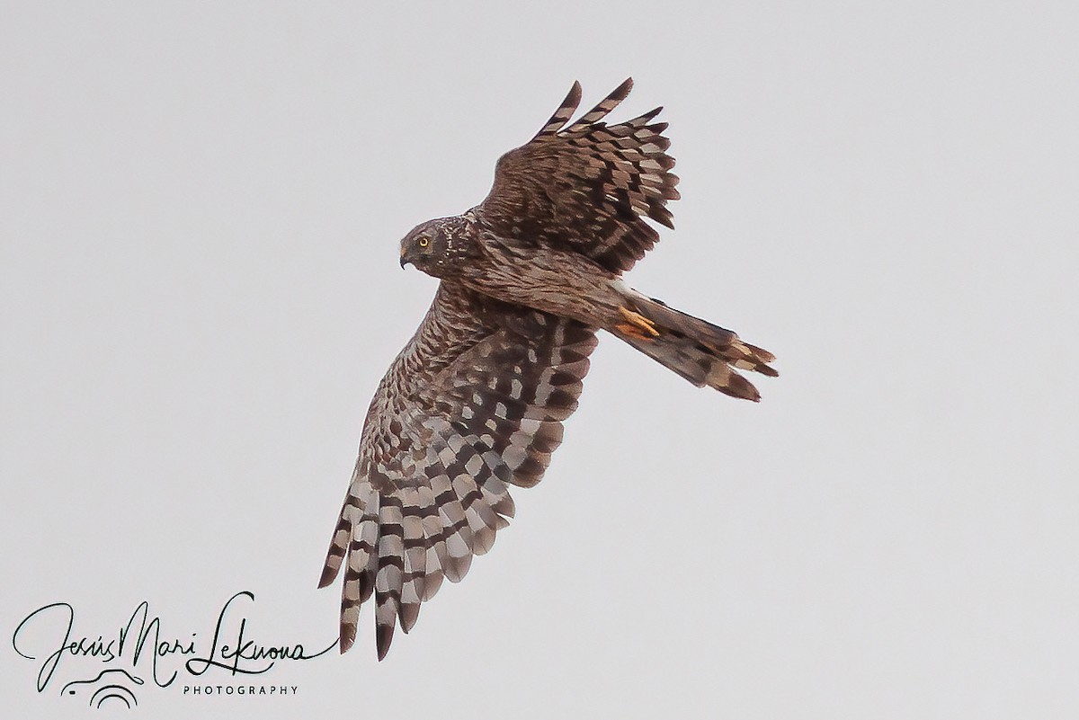 Hen Harrier - ML640951061