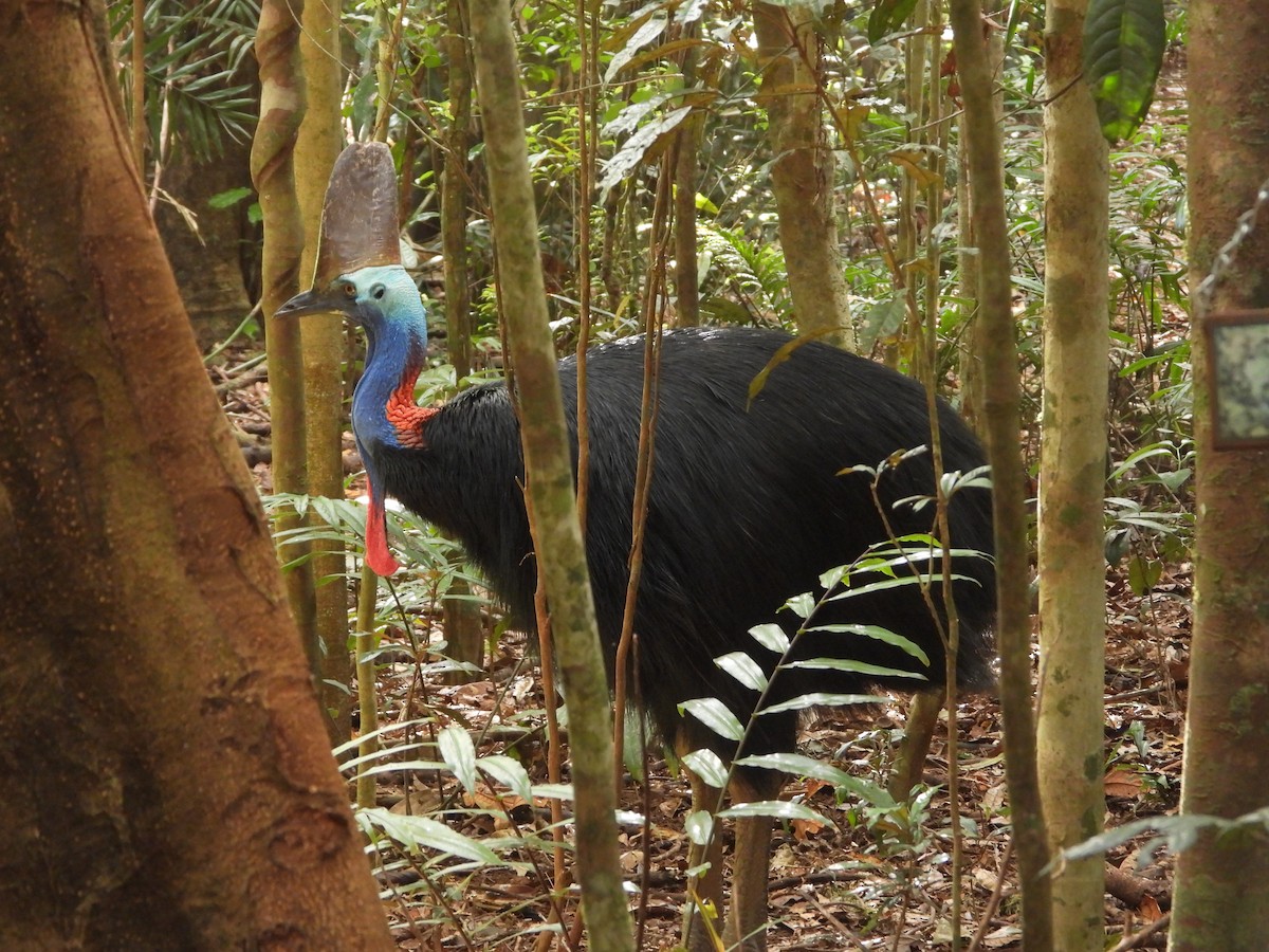 Southern Cassowary - ML640951086
