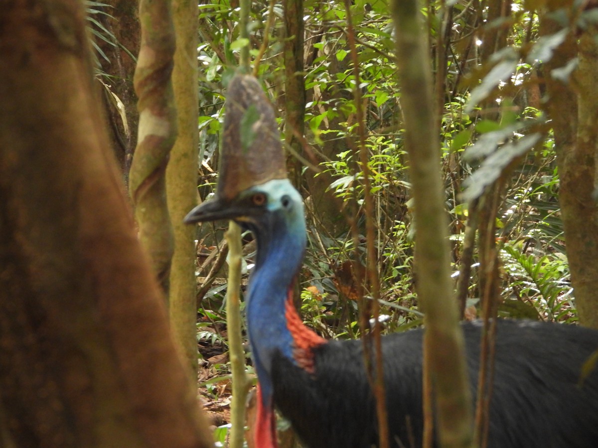 Southern Cassowary - ML640951088