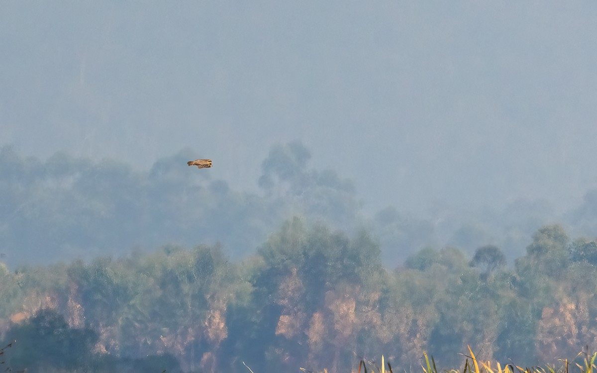 Marsh Owl - ML640951097