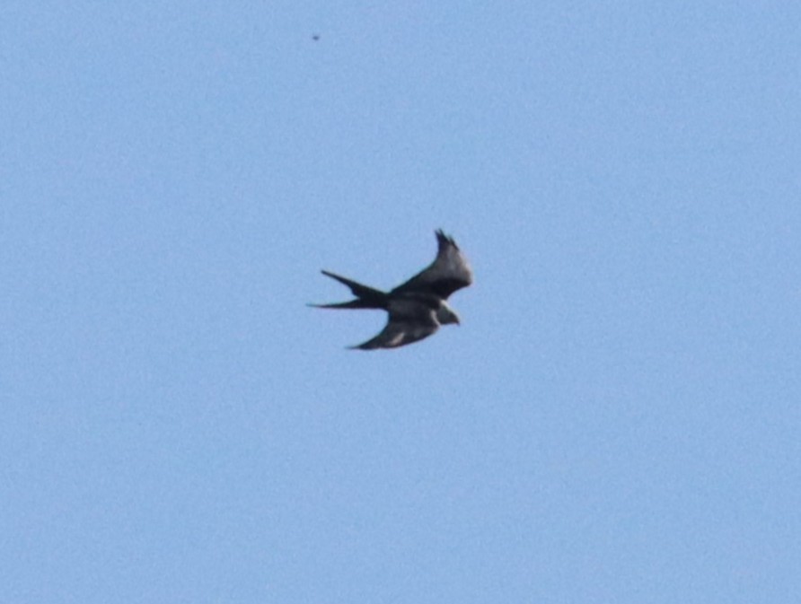 Swallow-tailed Kite - ML640951133