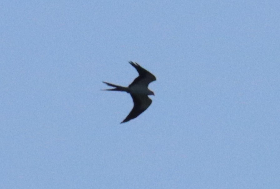 Swallow-tailed Kite - ML640951134