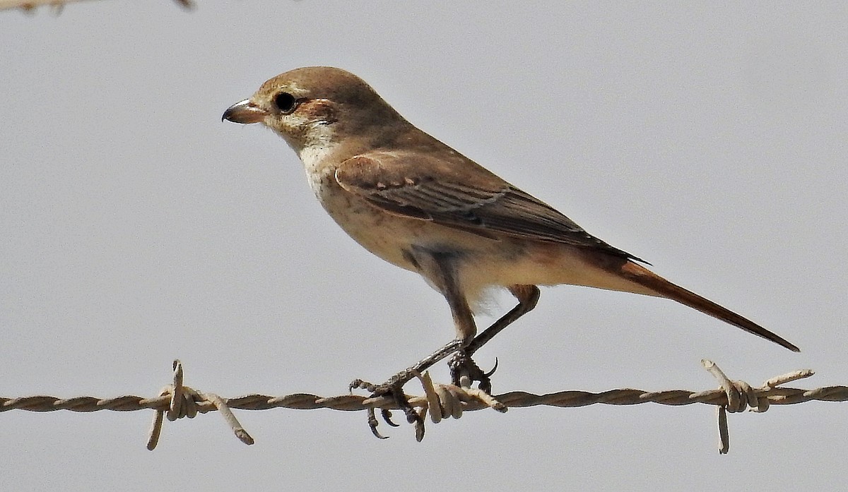 Red-tailed Shrike - ML640951160