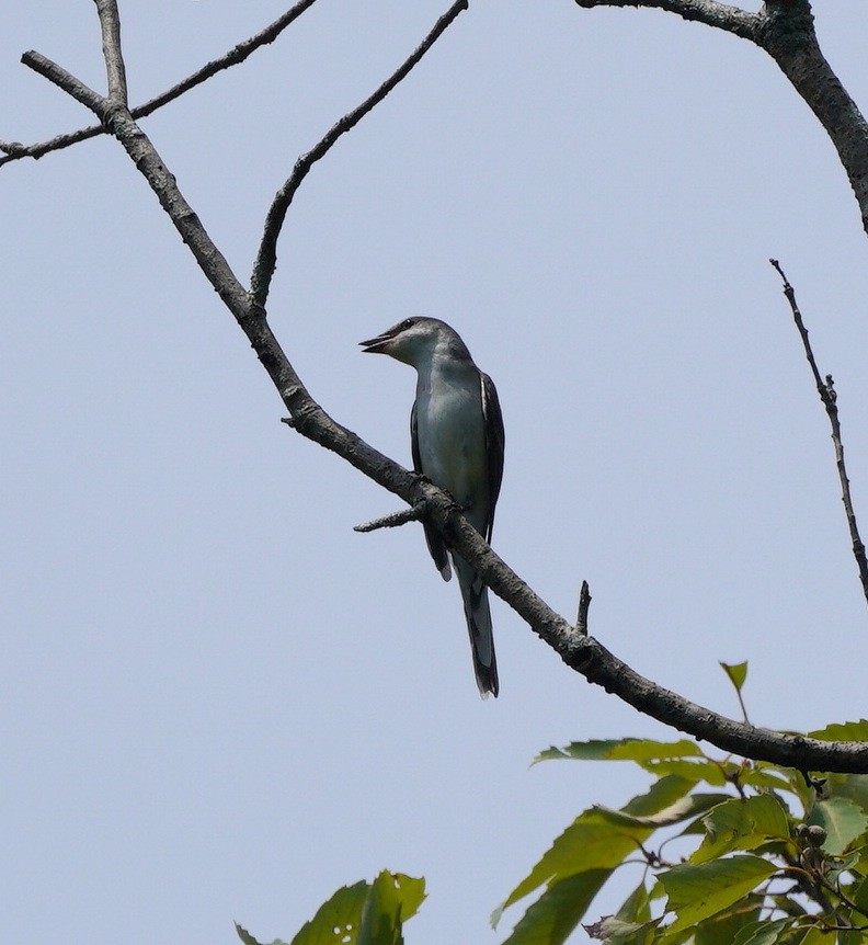 Ashy Minivet - ML640951259