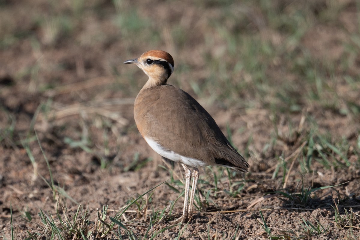 Temminck's Courser - ML640951309