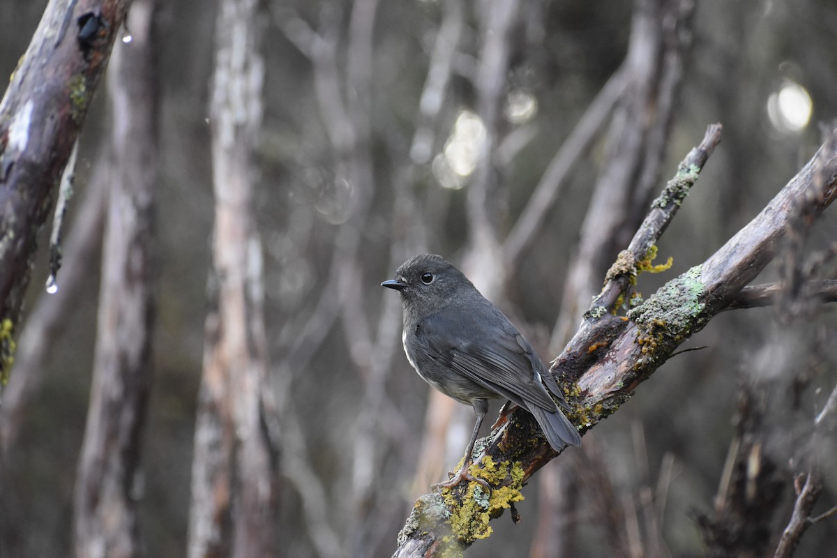South Island Robin - ML640951320