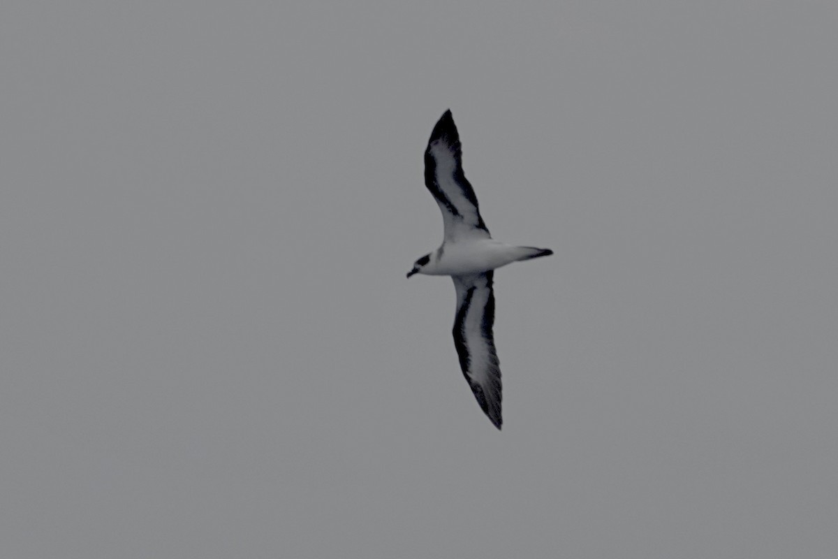 Black-capped Petrel - ML640951334