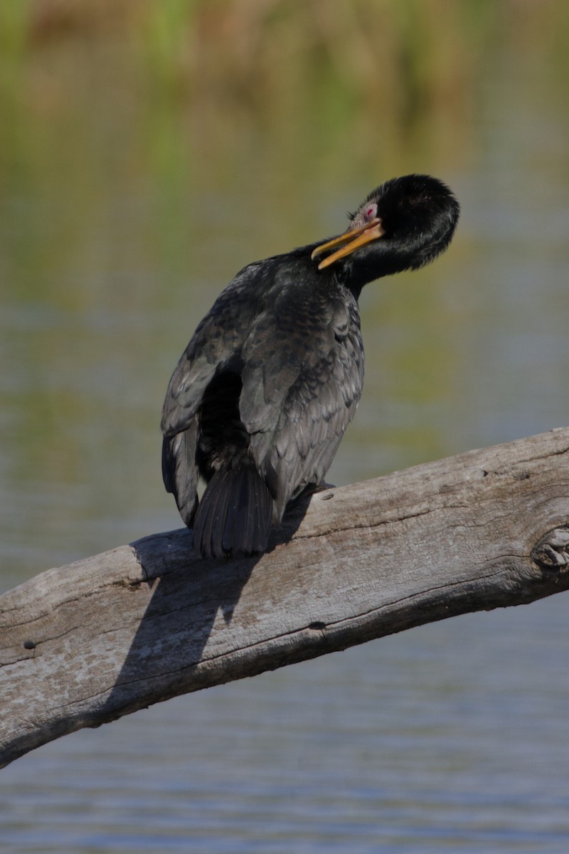 Reed Cormorant - ML640951356