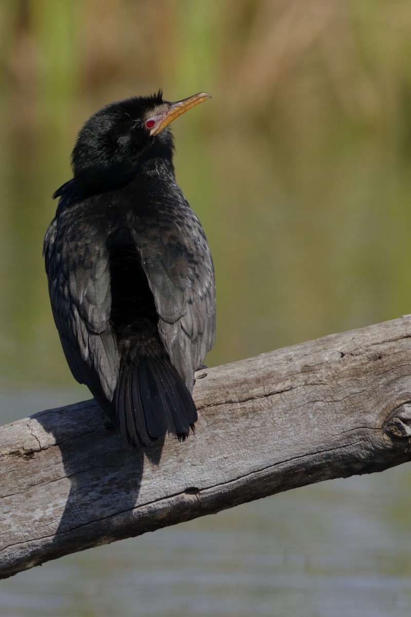 Reed Cormorant - ML640951357