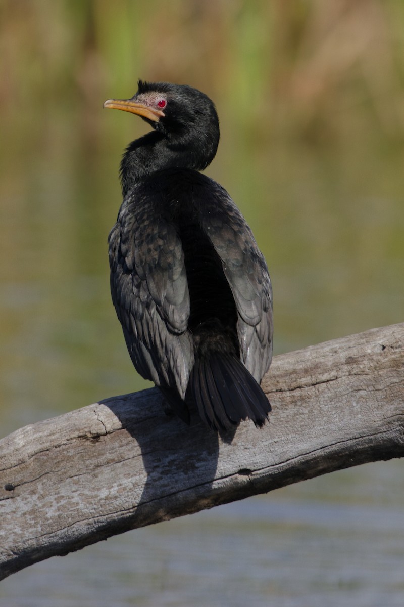 Reed Cormorant - ML640951358