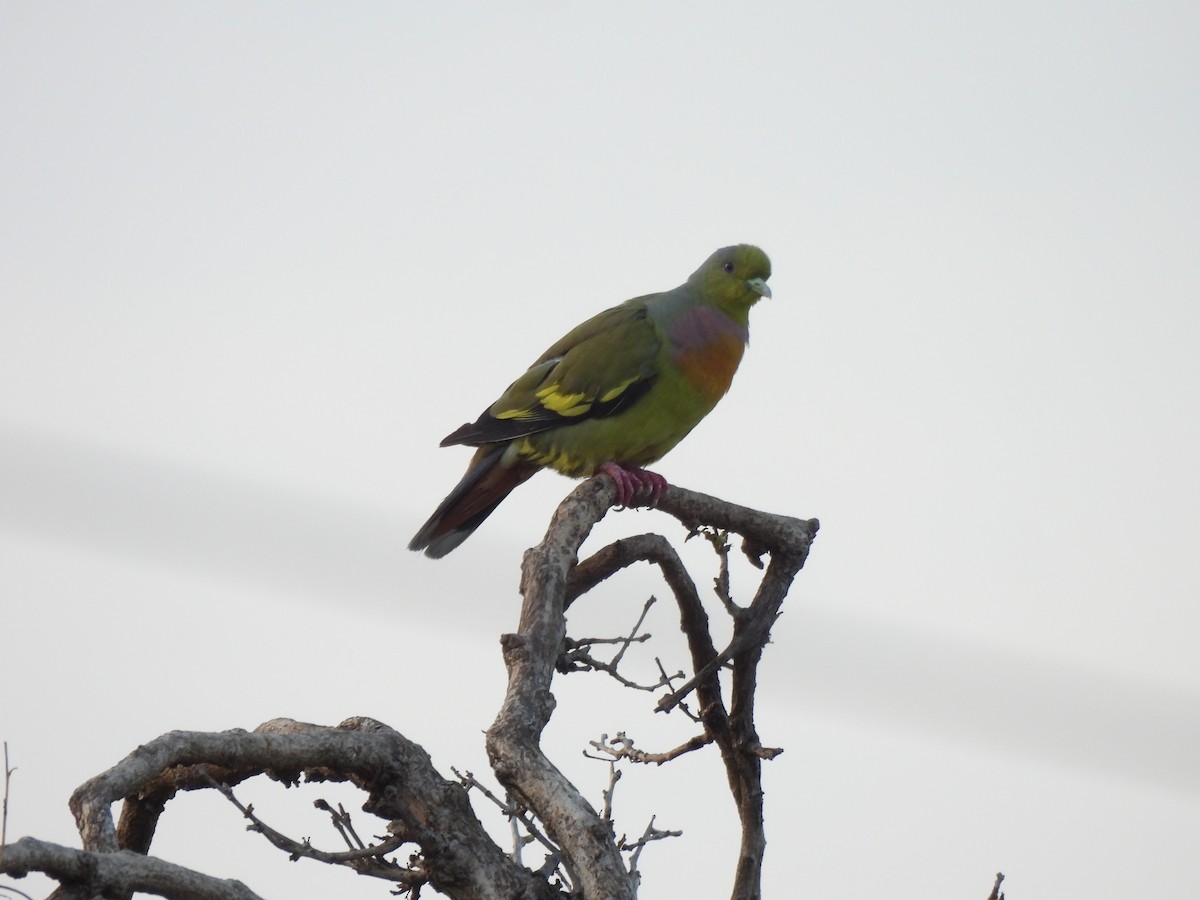 Orange-breasted Green-Pigeon - ML640951366