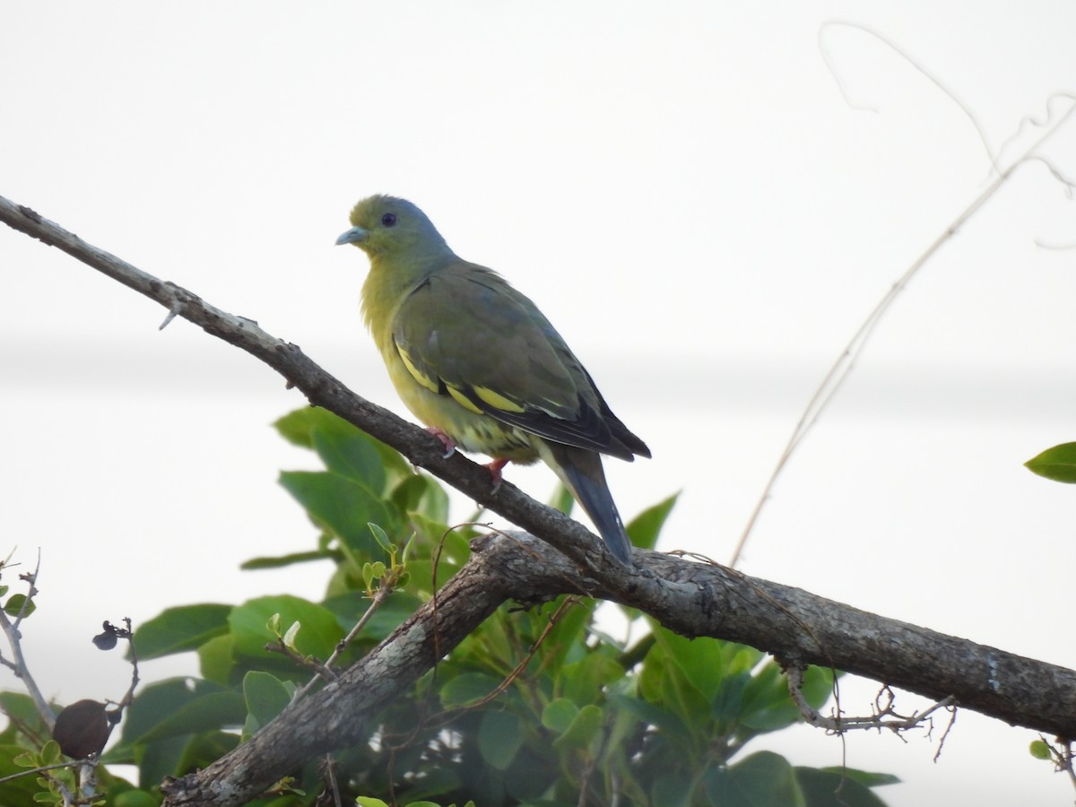 Orange-breasted Green-Pigeon - ML640951367