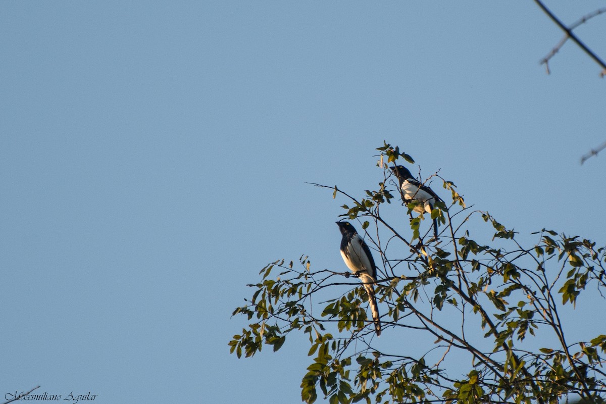 Magpie Tanager - ML640951377