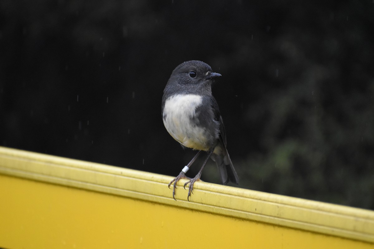South Island Robin - ML640951409