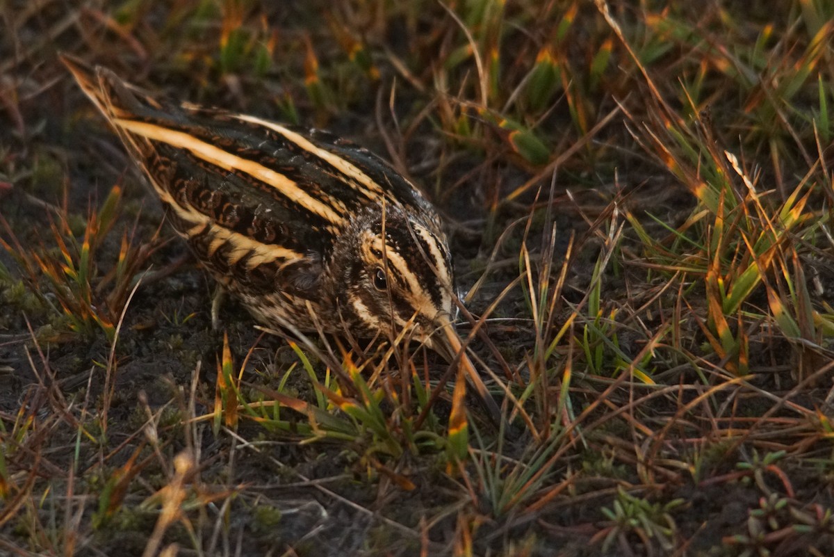 Jack Snipe - ML640951410