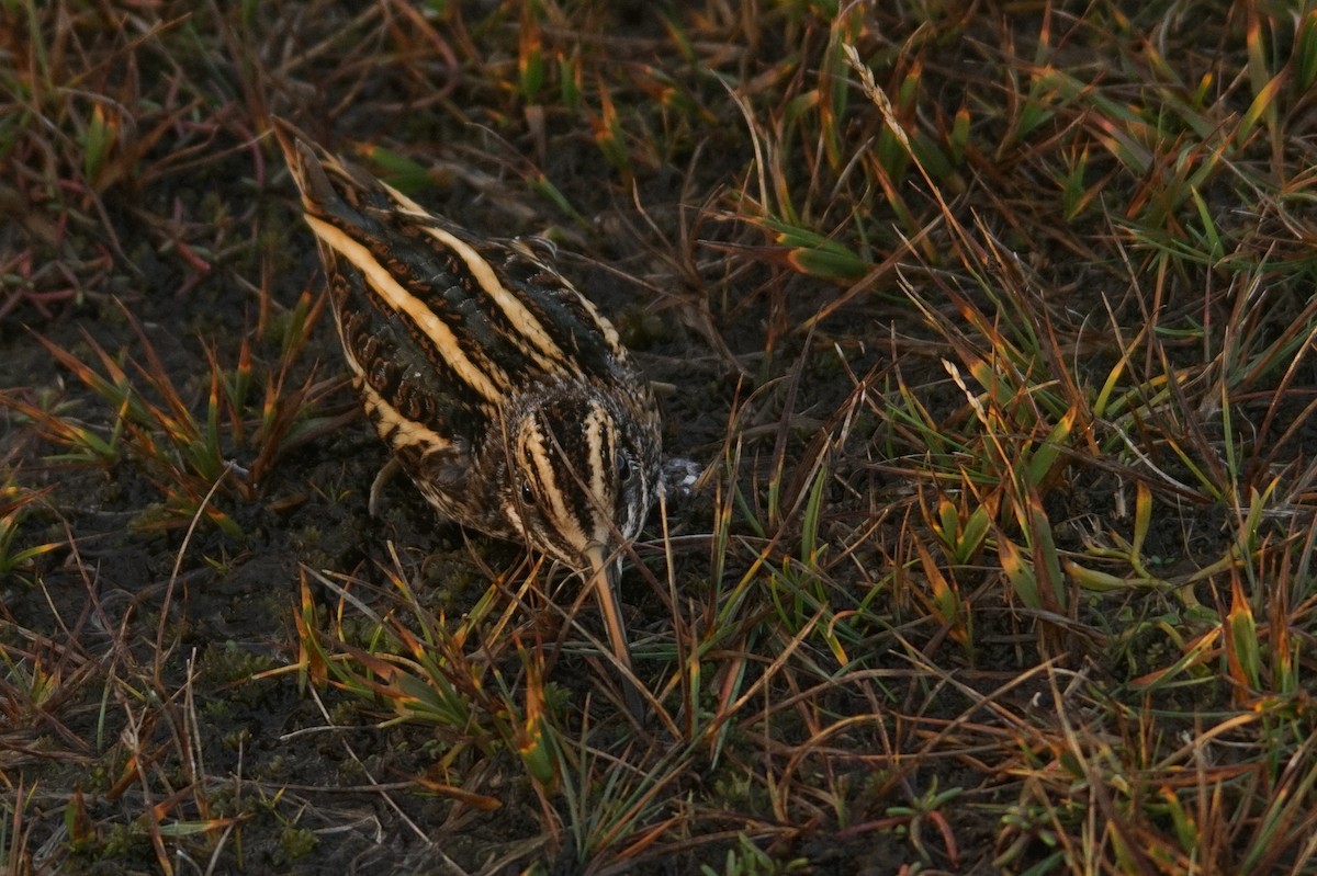 Jack Snipe - ML640951411