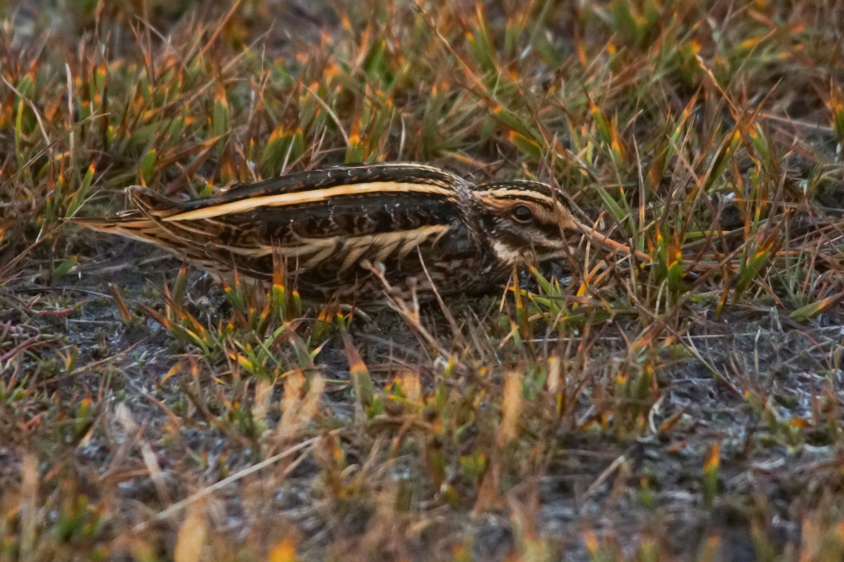 Jack Snipe - ML640951412