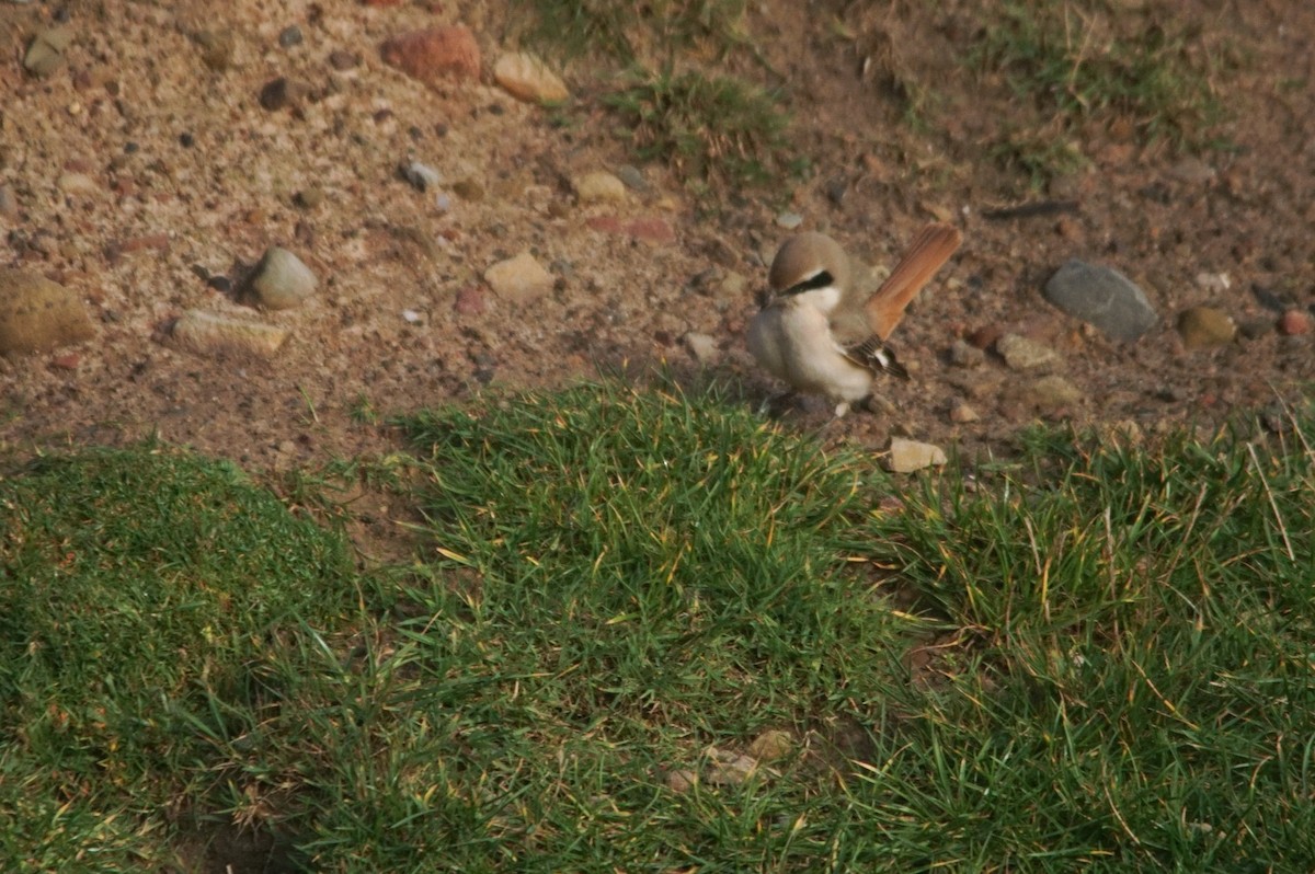 Red-tailed Shrike - ML640951415