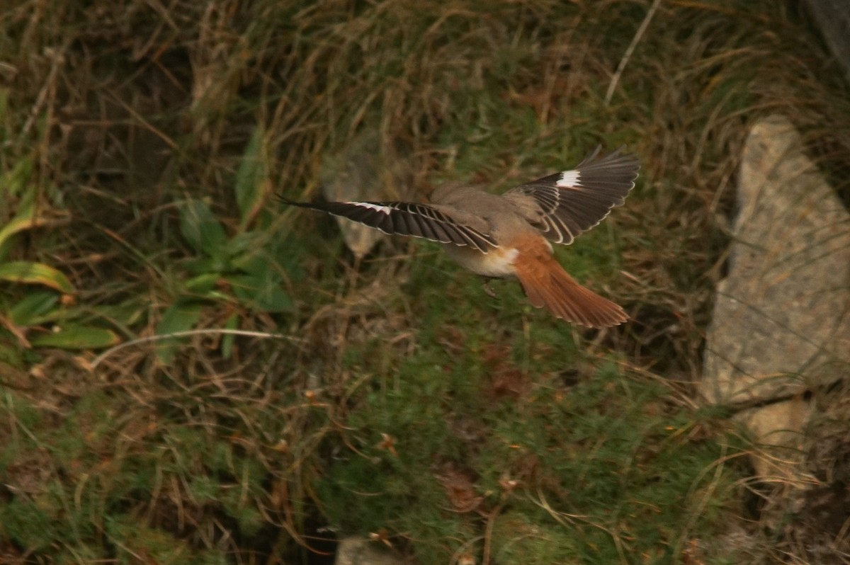 Red-tailed Shrike - ML640951416