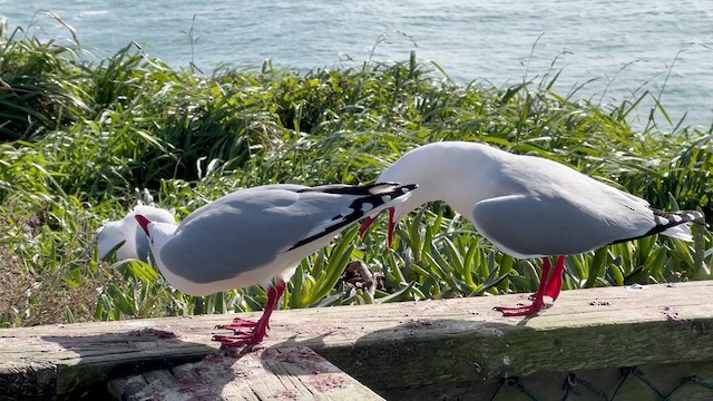 Silver Gull (Red-billed) - ML640951443