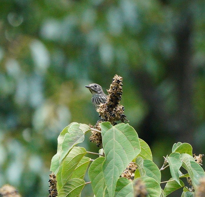 Gray-streaked Flycatcher - ML640951484