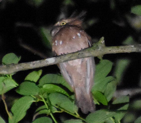 Blyth's Frogmouth - ML640951487