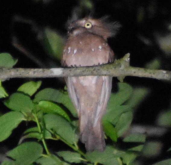 Blyth's Frogmouth - ML640951488