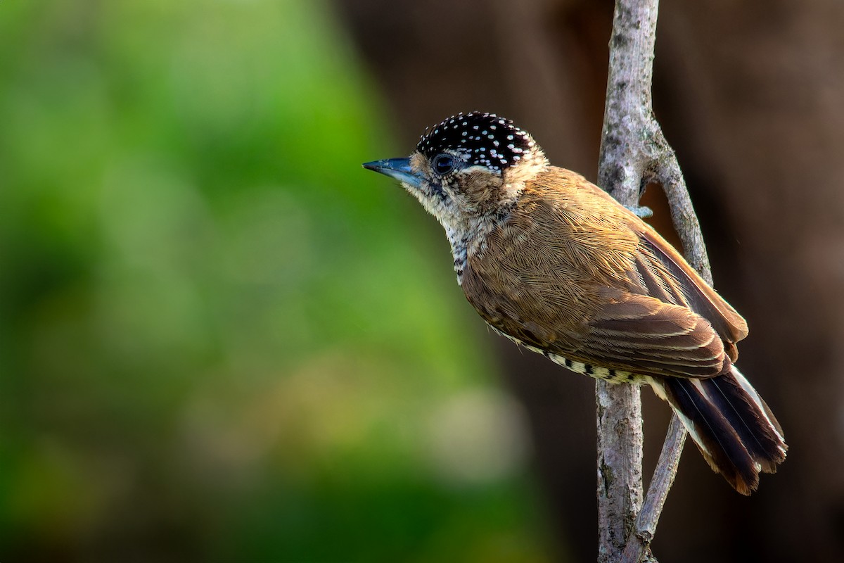 White-barred Piculet - ML640951509