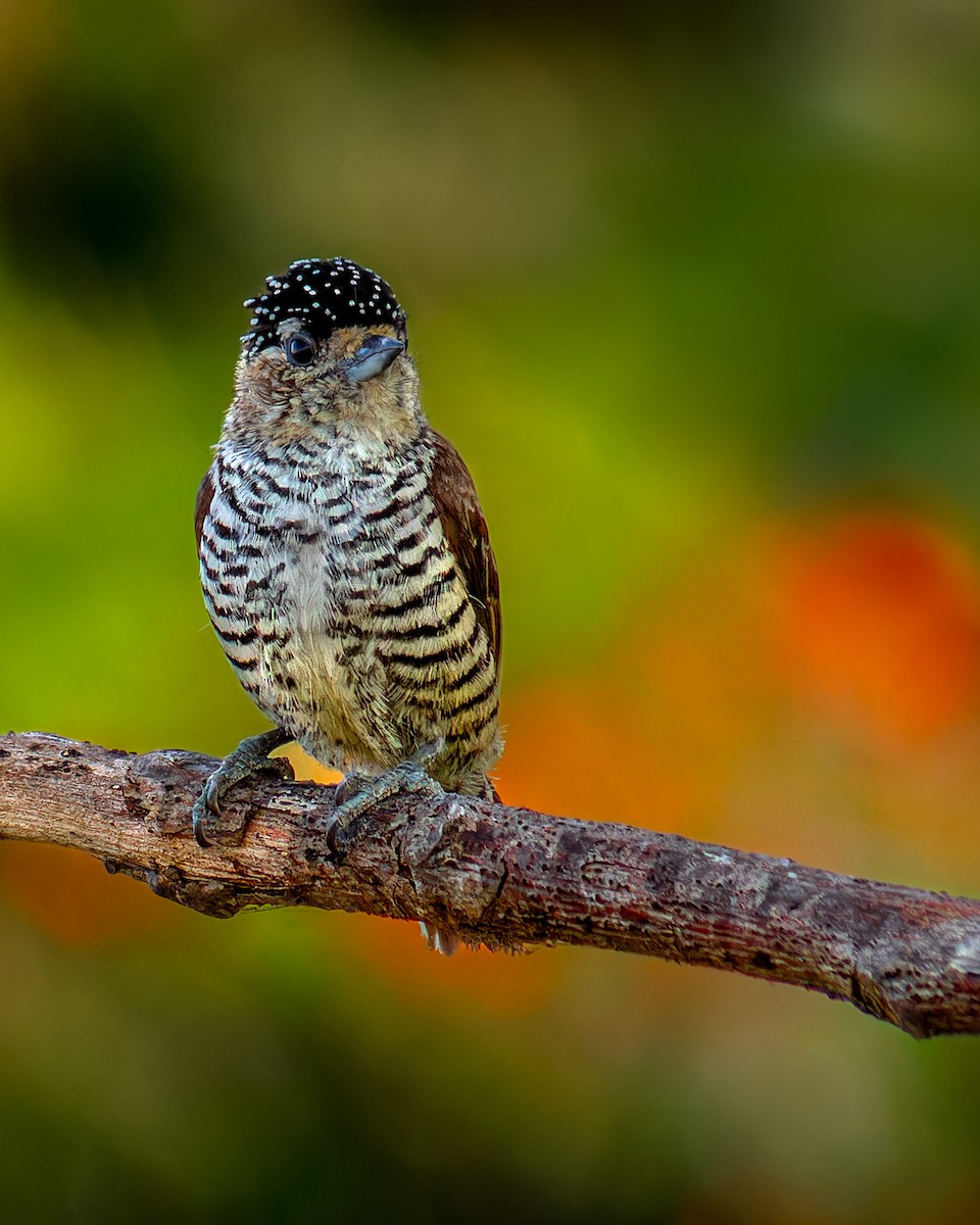 White-barred Piculet - ML640951510