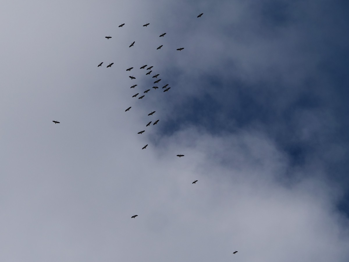Straw-necked Ibis - ML640951549