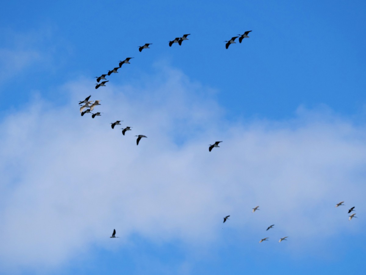 Straw-necked Ibis - ML640951550