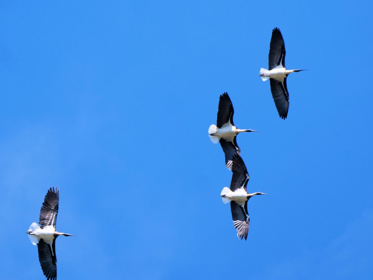 Straw-necked Ibis - ML640951551
