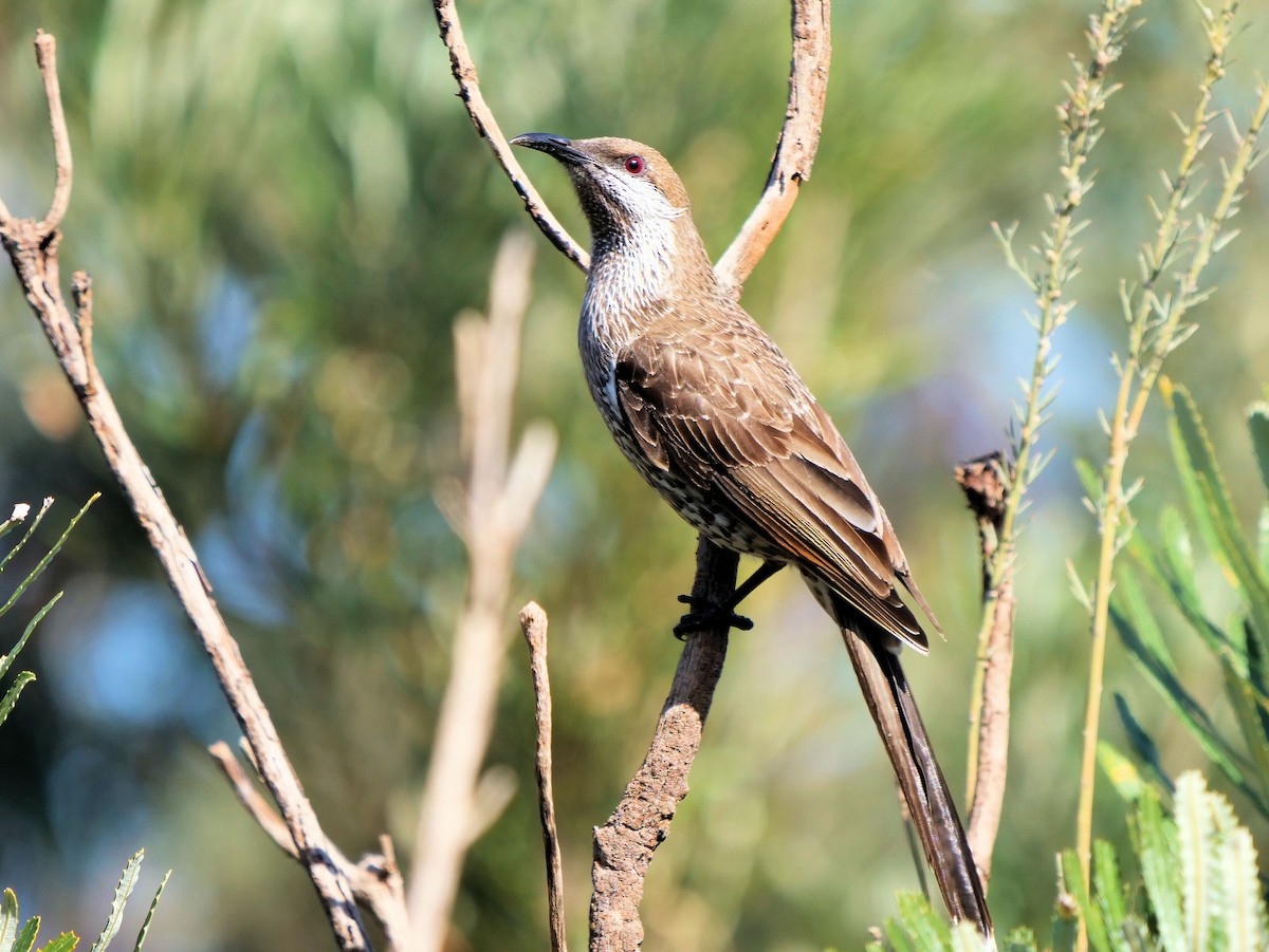 Western Wattlebird - ML640951558