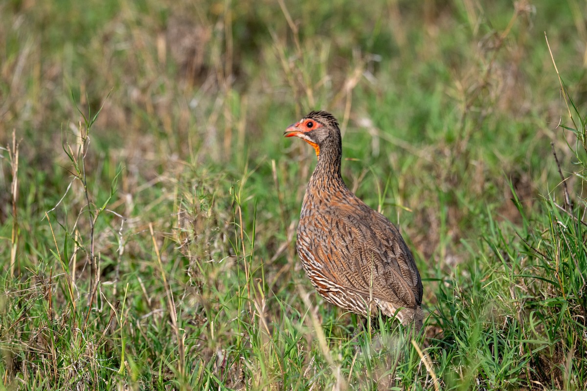 Gray-breasted Spurfowl - ML640951560