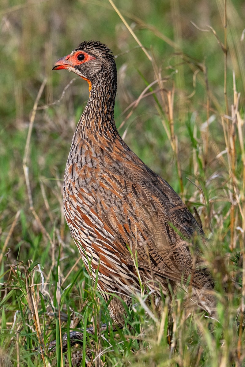 Gray-breasted Spurfowl - ML640951561